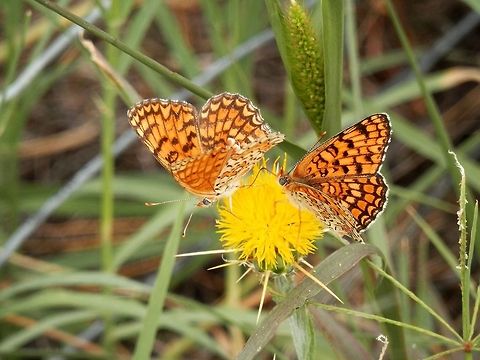 Knapweed Fritillary  Bulgaria,Melitaea phoebe