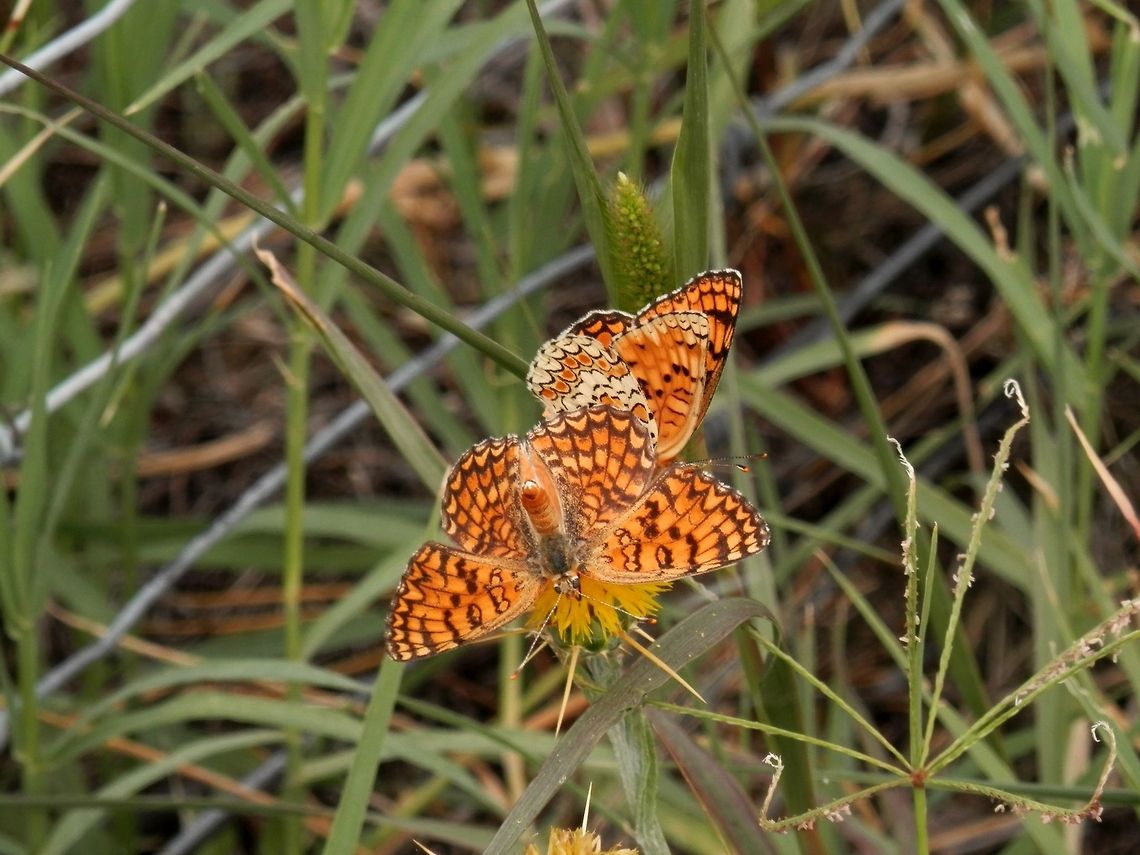 Knapweed Fritillary  Bulgaria,Melitaea phoebe