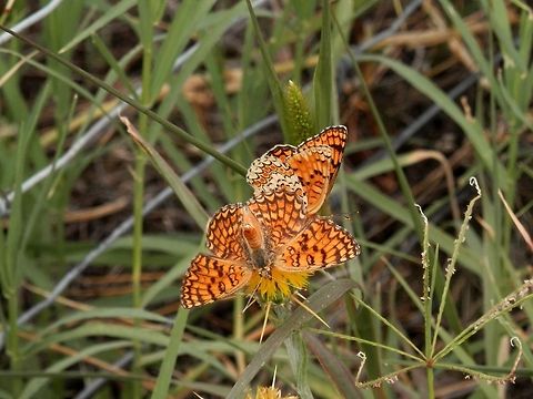 Knapweed Fritillary  Bulgaria,Melitaea phoebe