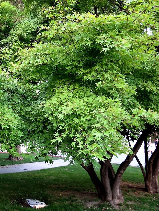 Japanese Maple  Acer palmatum,Japanese Maple