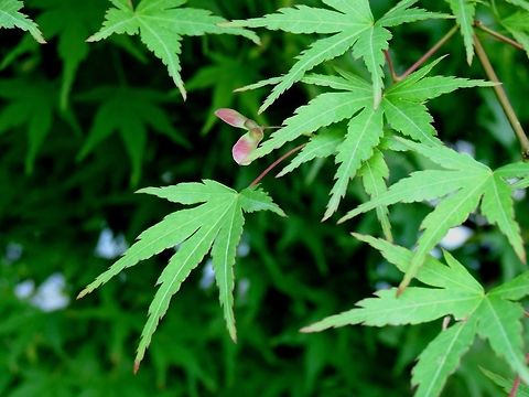 Japanese Maple close-up  Acer palmatum,Geotagged,Japanese Maple,Macedonia (FYROM)