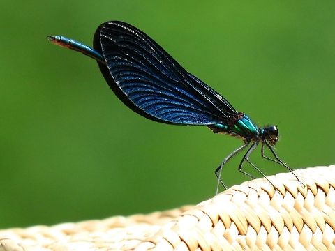 Beautiful Demoiselle close-up  Beautiful Demoiselle,Bulgaria,Calopteryx virgo,Geotagged