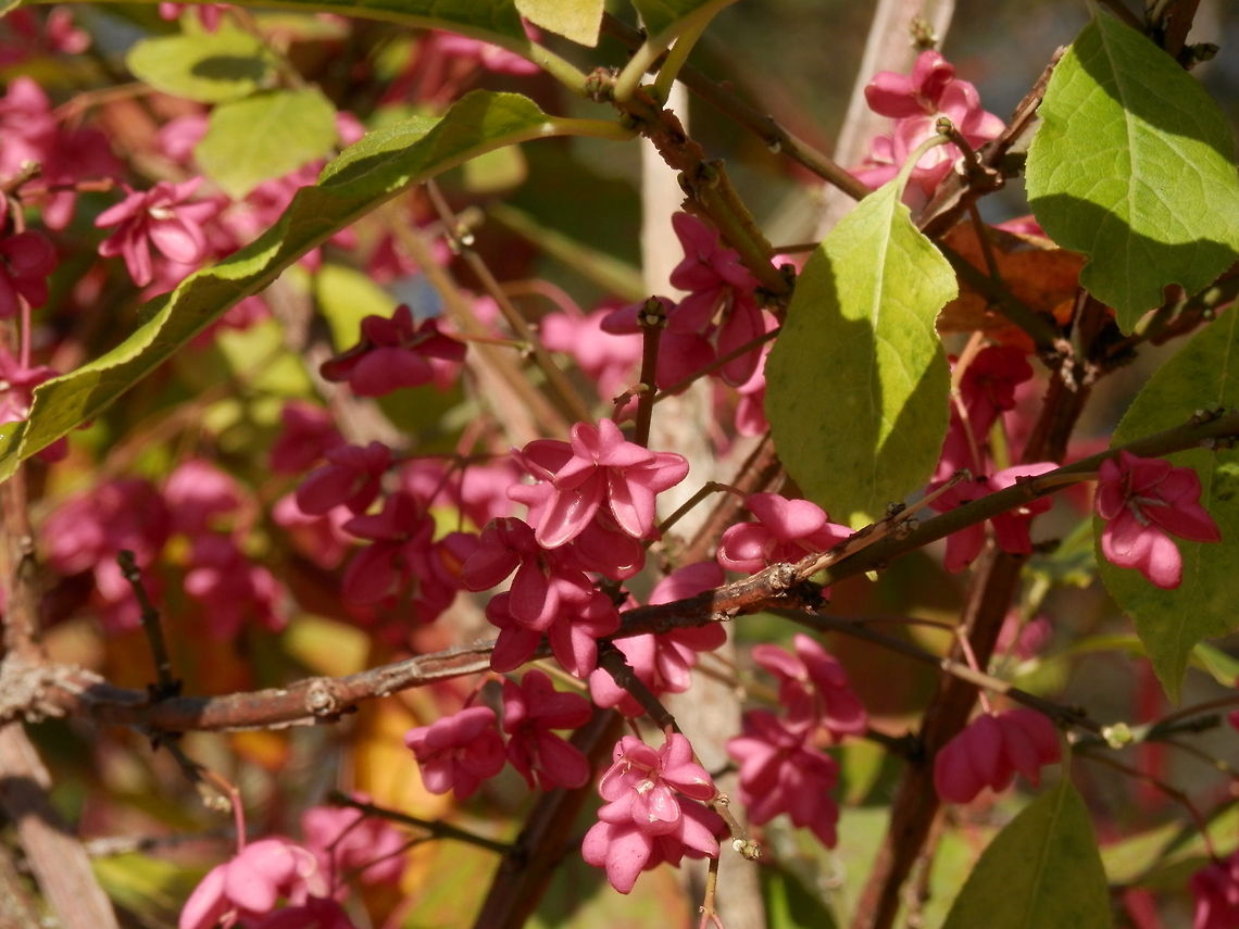 European Spindle Tree  Alexandrovsky Park,Euonymus europaeus,Geotagged,Russia
