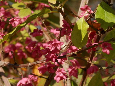 European Spindle Tree  Alexandrovsky Park,Euonymus europaeus,Geotagged,Russia