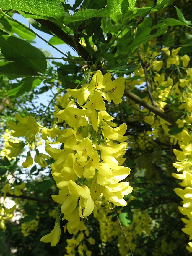 Golden Rain  Bulgaria,Common Laburnum,Laburnum anagyroides