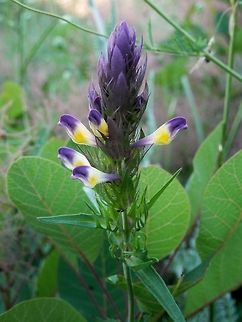 Field Cow-wheat  Bulgaria,Melampyrum arvense