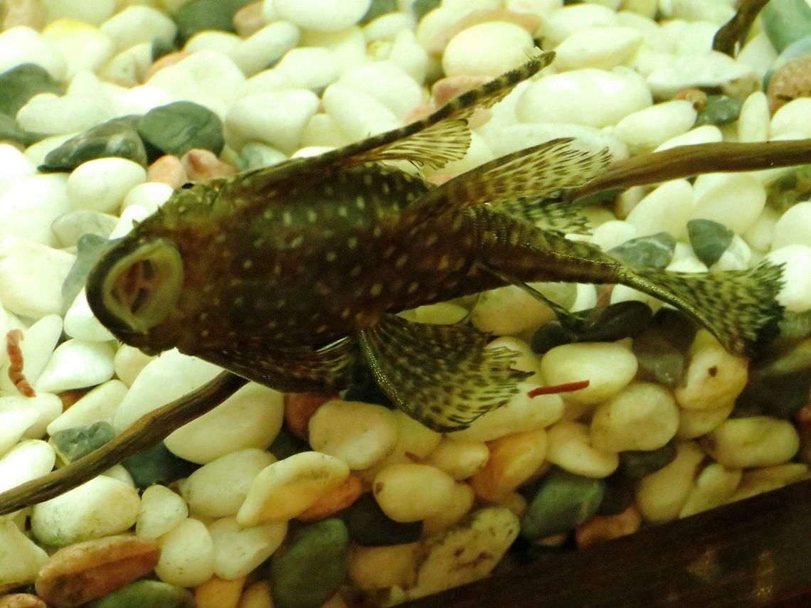 Bristlenose Catfish underside  Ancistrus cirrhosus