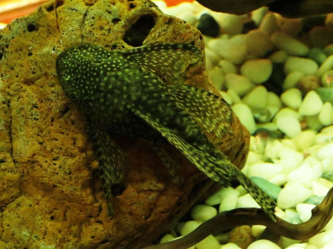 Bristlenose Catfish top  Ancistrus cirrhosus