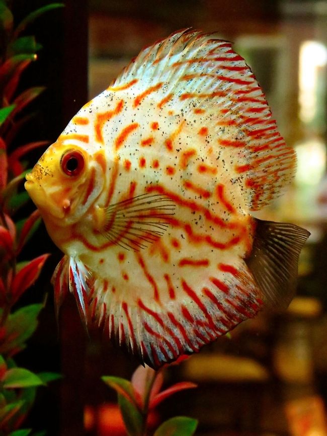 Discus Fish  Bulgaria,Geotagged,Symphysodon aequifasciatus