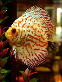 Discus Fish  Bulgaria,Geotagged,Symphysodon aequifasciatus