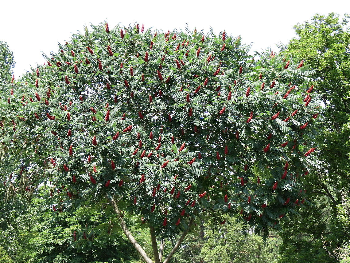 Staghorn Sumac tree  Macedonia (FYROM),Rhus typhina