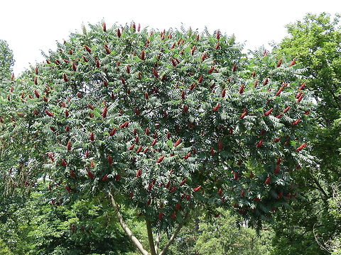 Staghorn Sumac tree  Macedonia (FYROM),Rhus typhina
