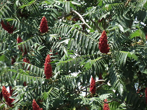 Staghorn Sumac  Macedonia (FYROM),Rhus typhina