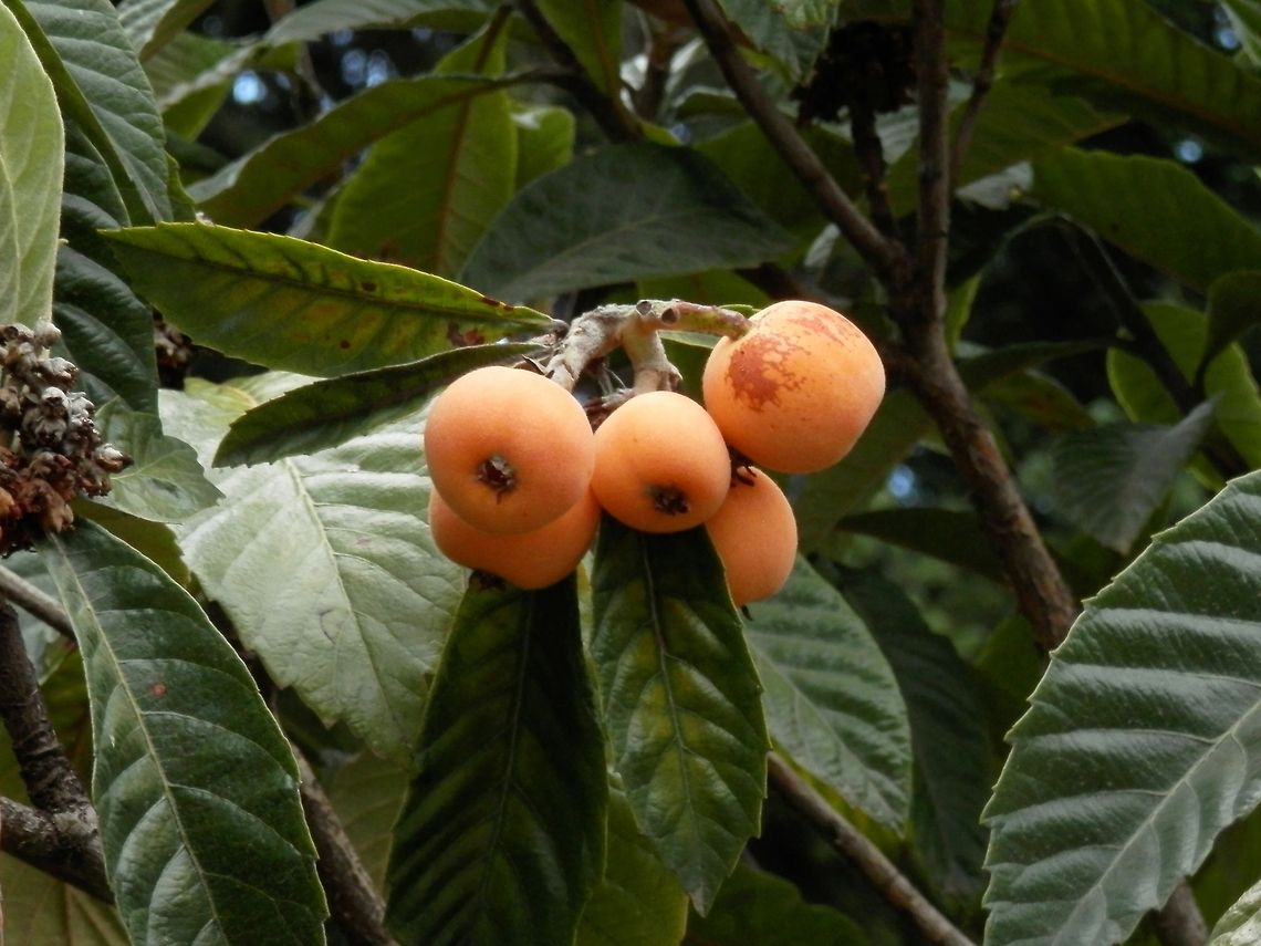 Loquat  Eriobotrya japonica,Geotagged,Loquat,Macedonia (FYROM)