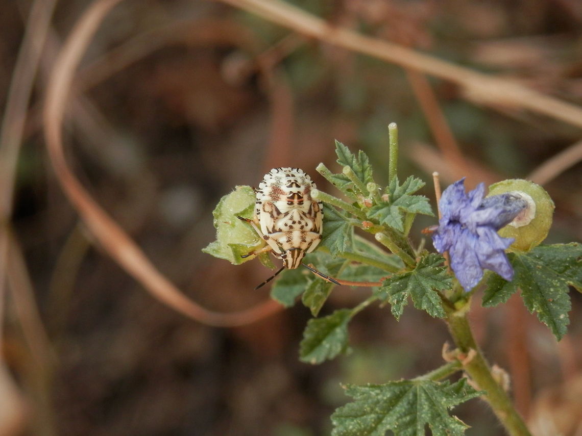 Mediterranean shield bug nymph  Carpocoris mediterraneus