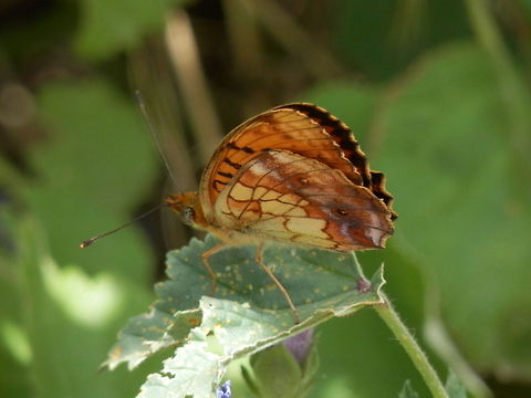 Marbled Fritillary  Brenthis daphne,Bulgaria