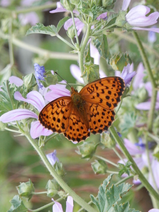 Marbled Fritillary  Brenthis daphne,Bulgaria