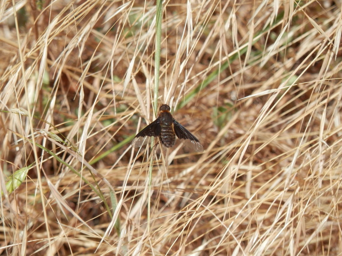 Bee Fly  Hemipenthes morio