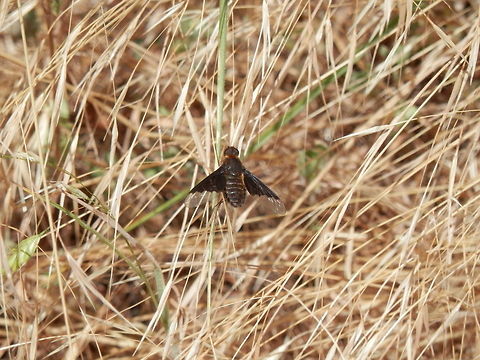 Bee Fly  Hemipenthes morio