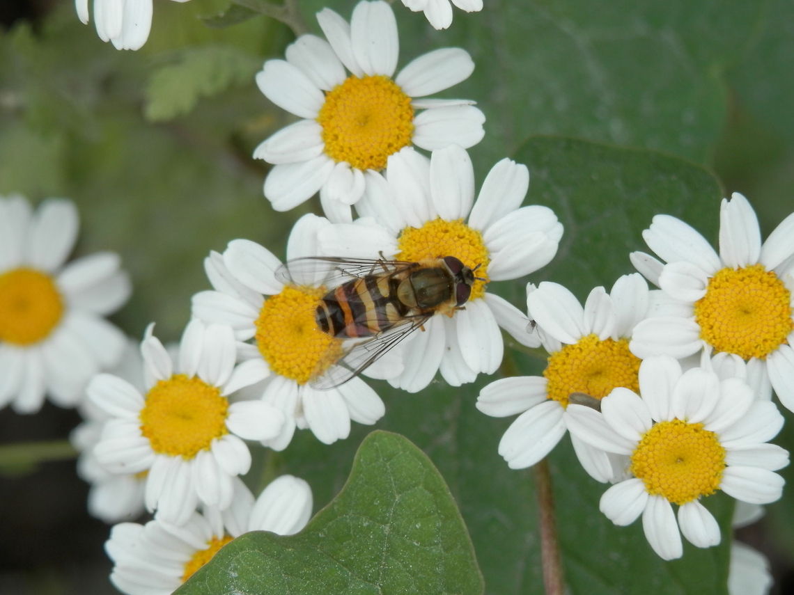 Wasp mimicing hoverfly  Epistrophe grossulariae