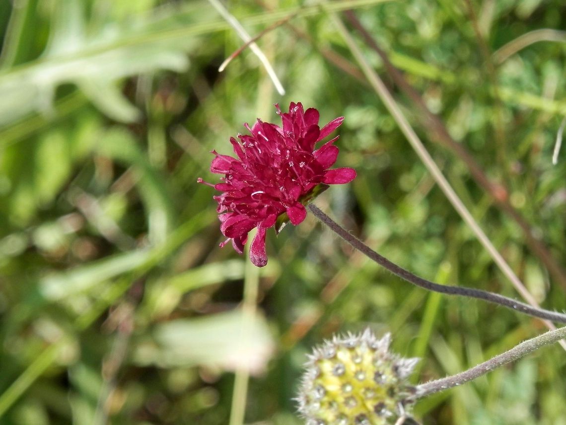 Macedonian scabious  Bulgaria,Knautia macedonica,Macedonian scabious