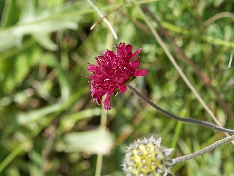 Macedonian scabious  Bulgaria,Knautia macedonica,Macedonian scabious
