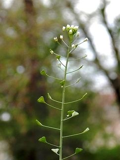 Shepherd's purse  Bulgaria,Capsella bursa-pastoris,Shepherds Purse