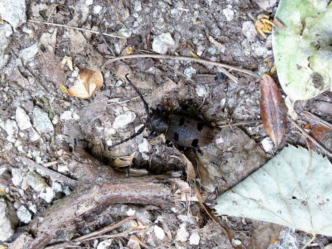 Beech longhorn beetle Morimus funereus is a large longhorn beetle included in the European Habitats Directive and in previous releases of the IUCN red list. Morimus funereus
