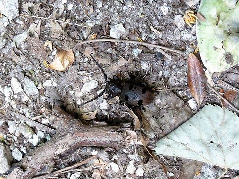 Beech longhorn beetle Morimus funereus is a large longhorn beetle included in the European Habitats Directive and in previous releases of the IUCN red list. Morimus funereus