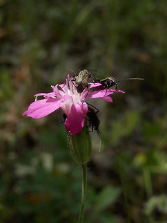 Mirid Bugs  Bulgaria,Deraeocoris ruber