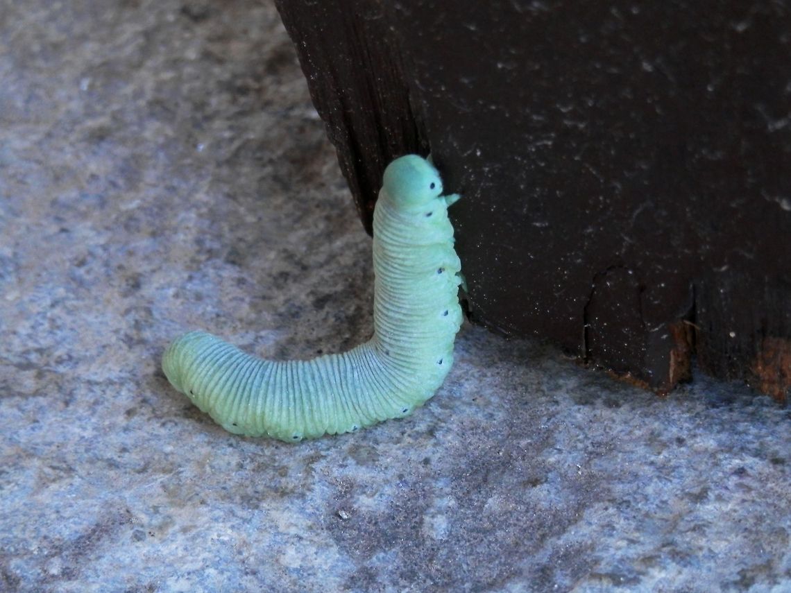 Birch Sawfly  Bulgaria,Cimbex,Cimbex femoratus
