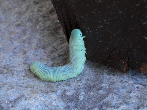 Birch Sawfly  Bulgaria,Cimbex,Cimbex femoratus