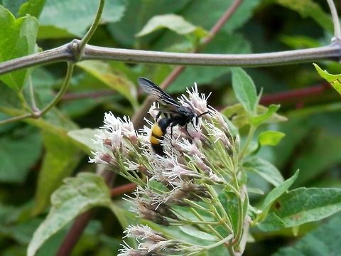 Wasp  Scolia hirta