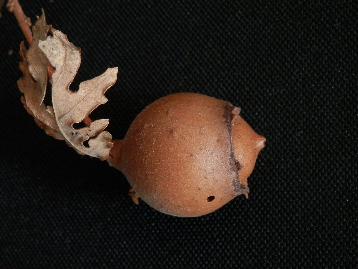Oak gall wasp (Andricus quercustozae)  Andricus quercustozae,Bulgaria