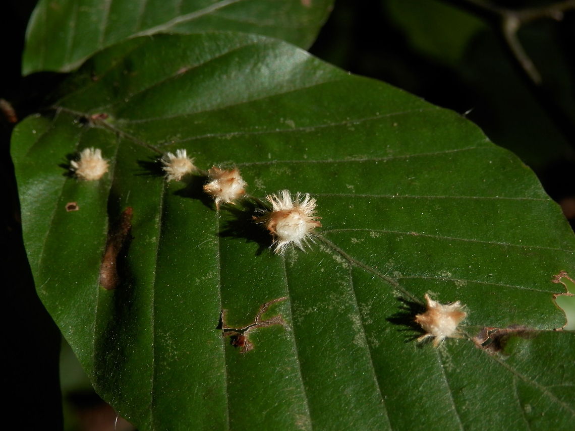 Hairy Gall on Beech (Hartigiola annulipes)  Bulgaria,Hartigiola annulipes