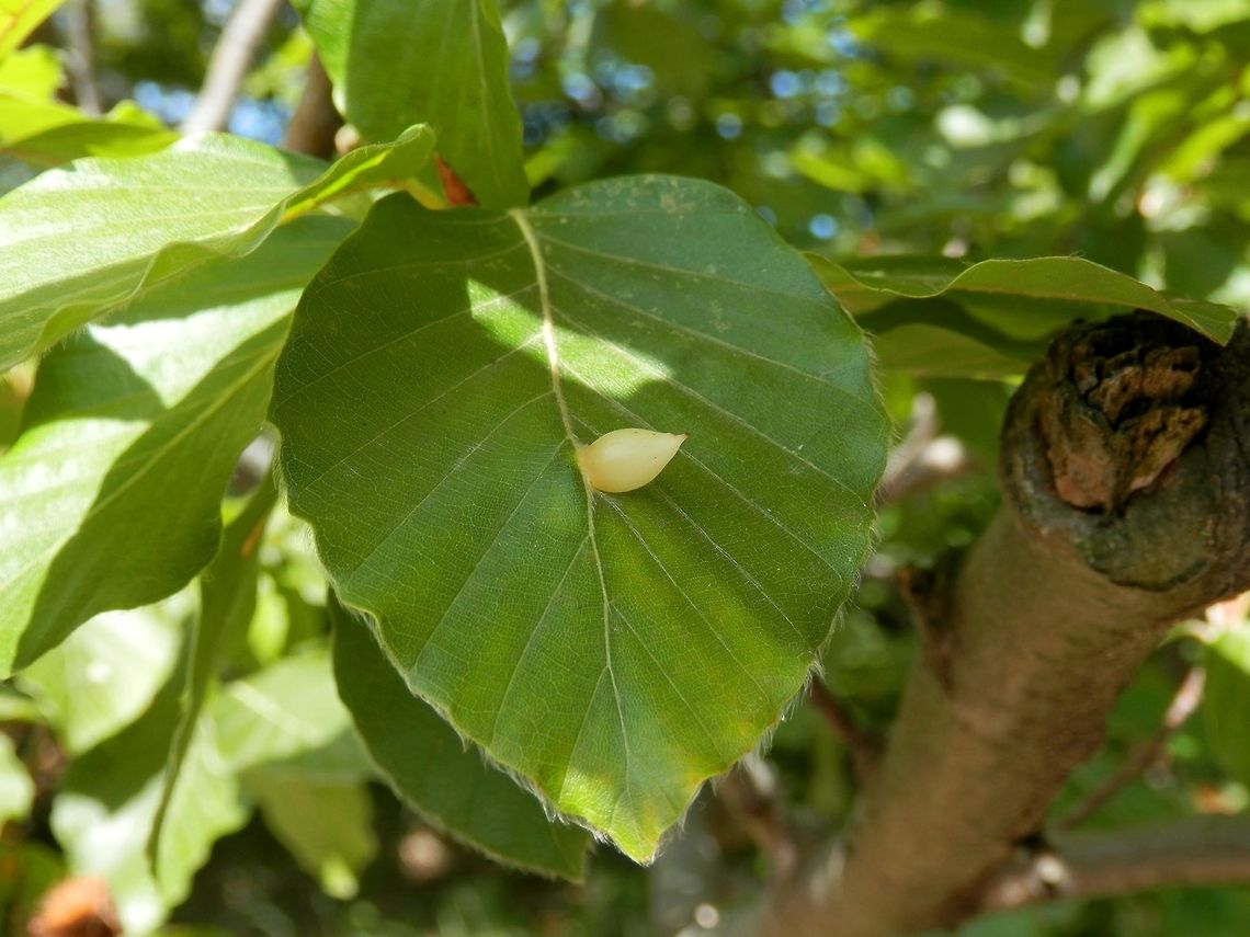 Beech gall midge  Beech leaf gall midge,Bulgaria,Mikiola fagi
