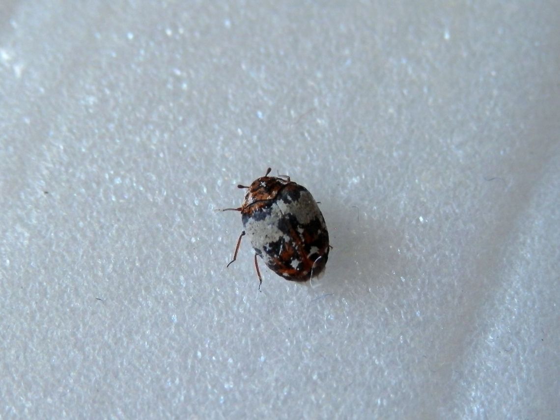Bird Nest carpet beetle  Anthrenus pimpinellae,Bulgaria