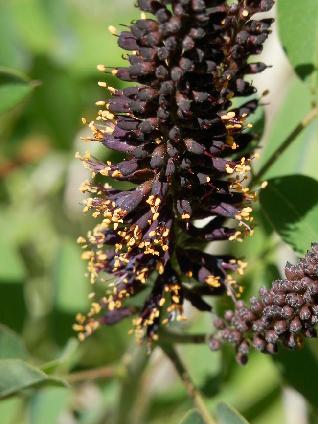 False Indigo Bush  Amorpha fruticosa,Bulgaria