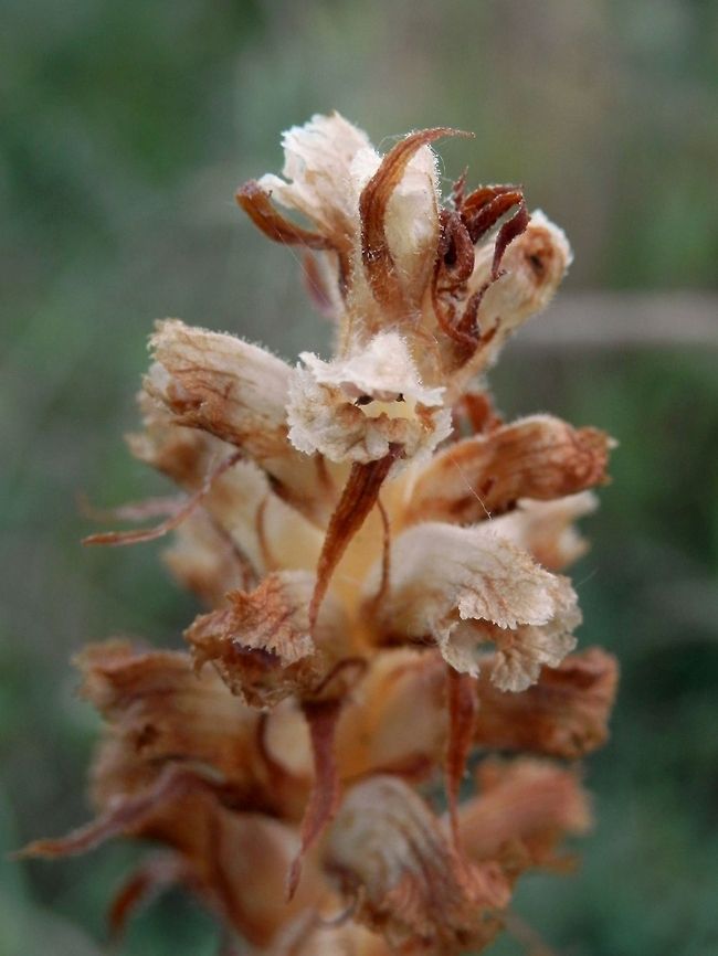 Thyme Broomrape  Bulgaria,Orobanche alba,Thyme Broomrape