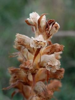 Thyme Broomrape  Bulgaria,Orobanche alba,Thyme Broomrape