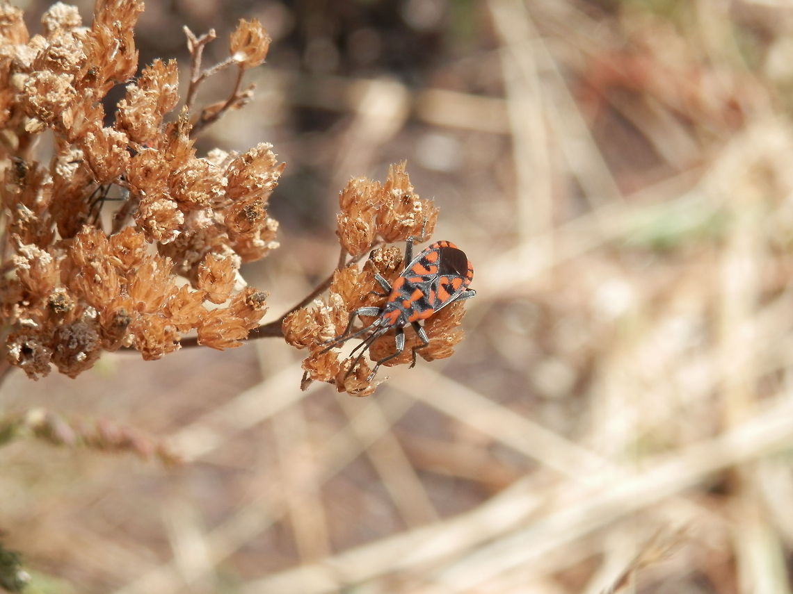 Ground Bug  Bulgaria,Lygaeidae,Spilostethus,Spilostethus saxatilis