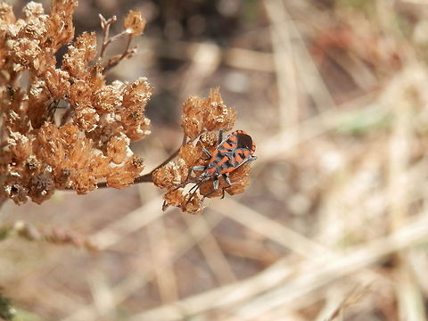 Ground Bug  Bulgaria,Lygaeidae,Spilostethus,Spilostethus saxatilis