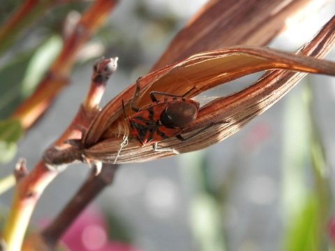 Ground Bug  Geotagged,Greece,Santorini,Spilostethus pandurus,Spring