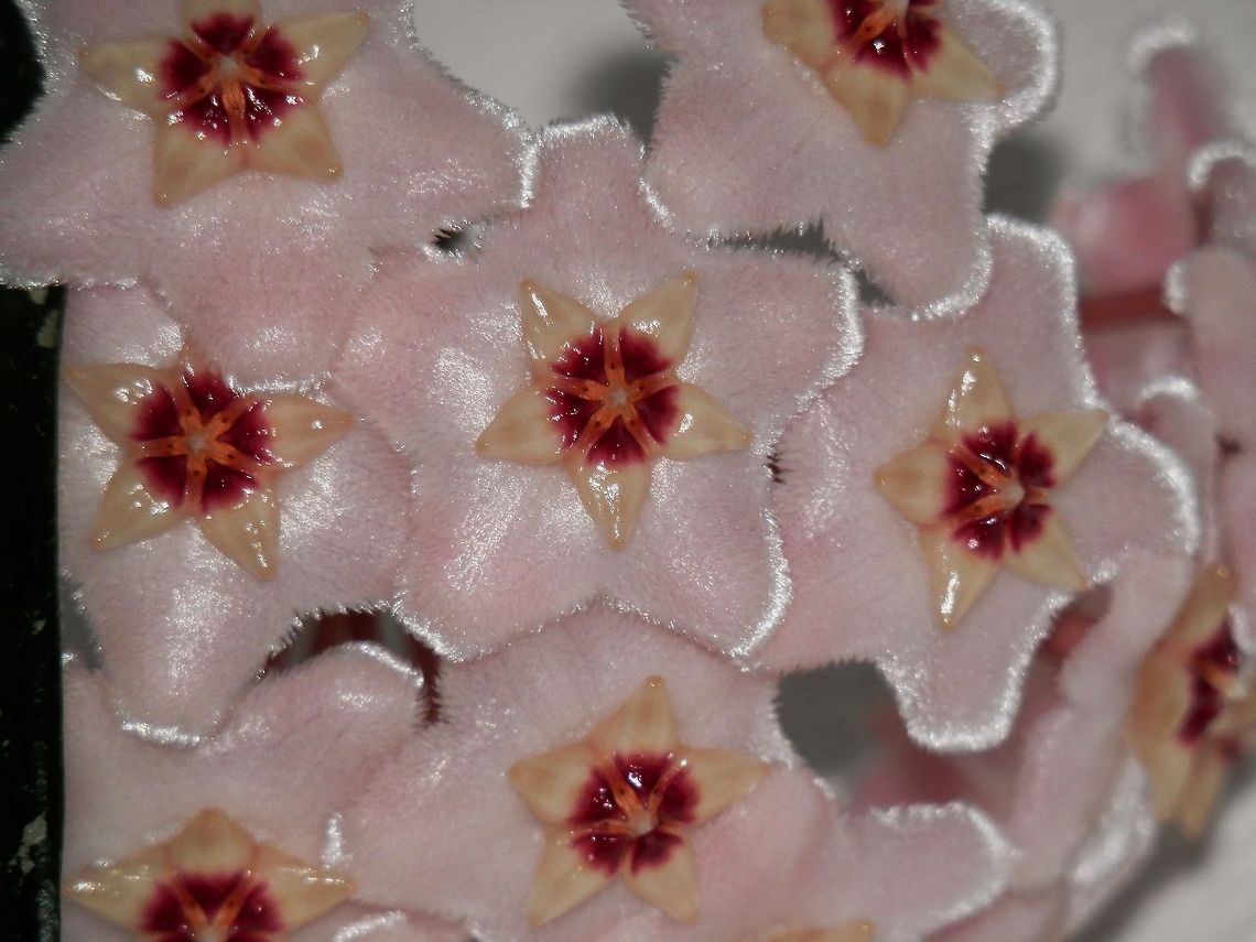 Wax Plant  Hoya carnosa,Wax-plant