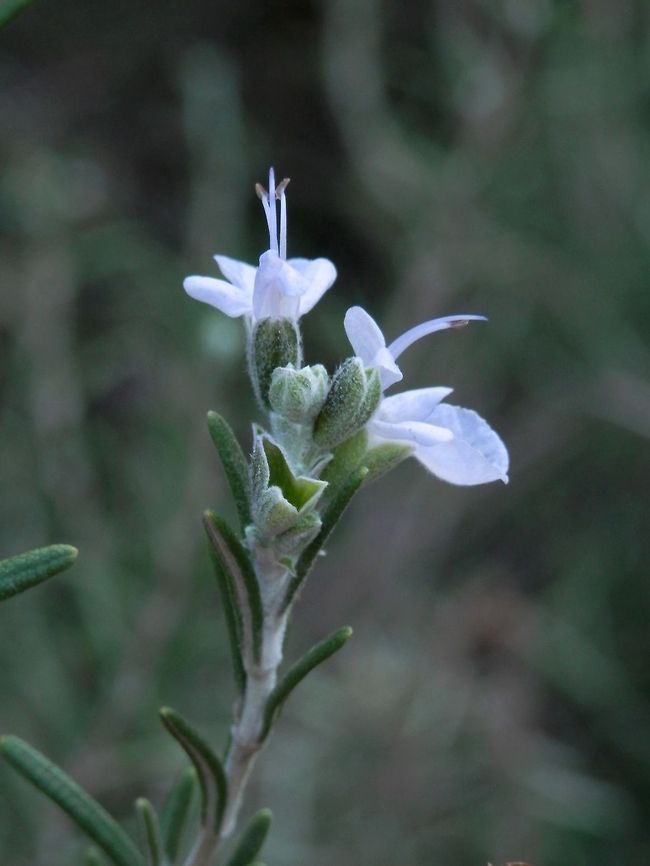 Rosemary  Rosemary,Rosmarinus officinalis
