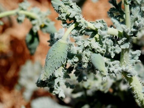 Yellow Horned Poppy  Glaucium flavum,Santorini,Yellow hornpoppy,greece