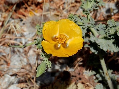 Yellow Horned Poppy  Glaucium flavum,Santorini,Yellow hornpoppy,greece