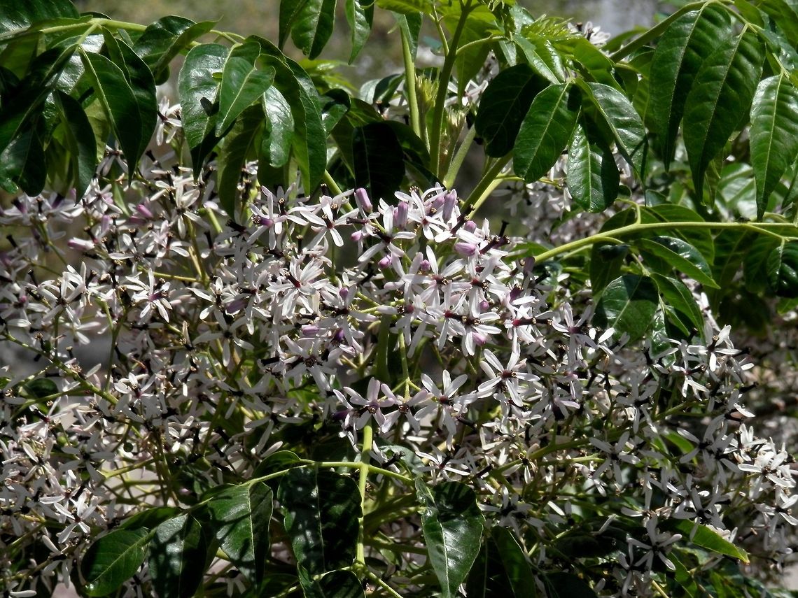 Chinaberry Tree  Melia azedarach,Santorini,greece
