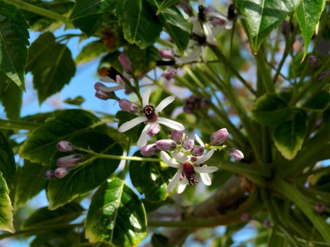 Chinaberry Tree  Geotagged,Greece,Melia azedarach,Santorini,greece