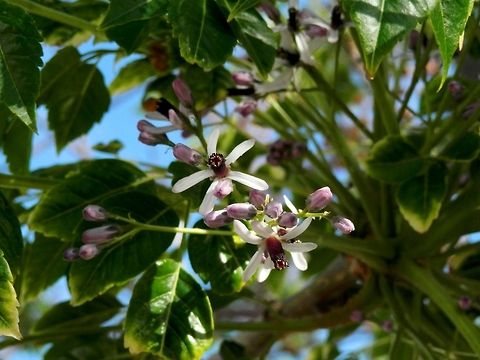 Chinaberry Tree  Geotagged,Greece,Melia azedarach,Santorini,greece